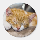 Niedlich Kitten Magnet (Vorne)