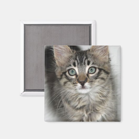 Niedlich Kitten Magnet (Vorderseite/Rückseite)