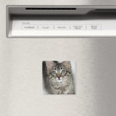 Niedlich Kitten Magnet (In Situ (Geschirrspüler))
