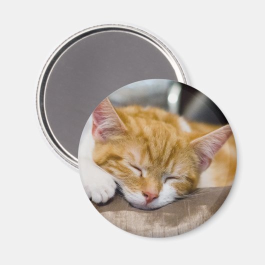 Niedlich Kitten Magnet (Vorderseite/Rückseite)