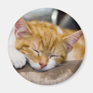 Niedlich Kitten Magnet