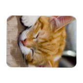 Niedlich Kitten Magnet (Horizontal)