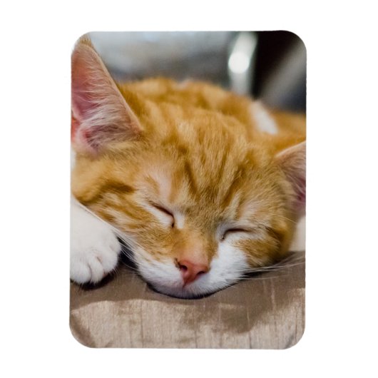 Niedlich Kitten Magnet (Vertikal)