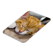 Niedlich Kitten Magnet (Linke Seite)