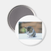 Niedlich Kitten Magnet (Vorderseite/Rückseite)