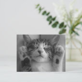 Niedlich Kitten Postkarte (Stehend Vorderseite)
