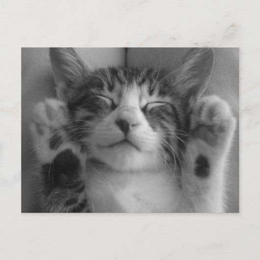 Niedlich Kitten Postkarte (Vorderseite)