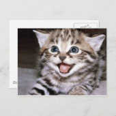 Niedlich Kitten Postkarte (Vorne/Hinten)