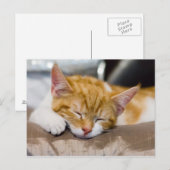 Niedlich Kitten Postkarte (Vorne/Hinten)