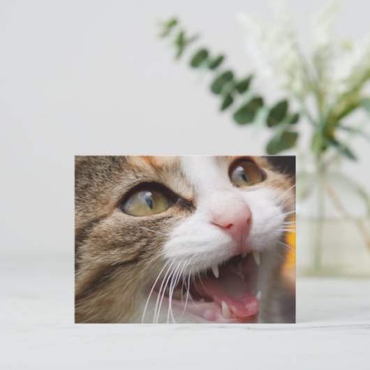 Niedlich Kitten Postkarte (Stehend Vorderseite)