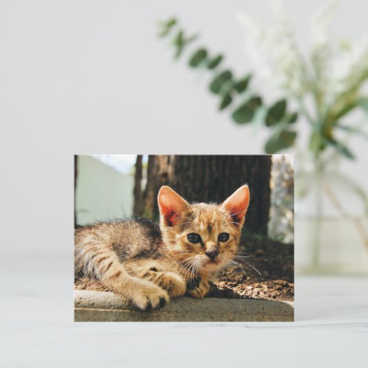 Niedlich Kitten Postkarte (Stehend Vorderseite)