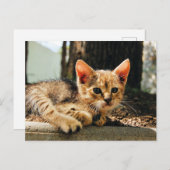 Niedlich Kitten Postkarte (Vorne/Hinten)