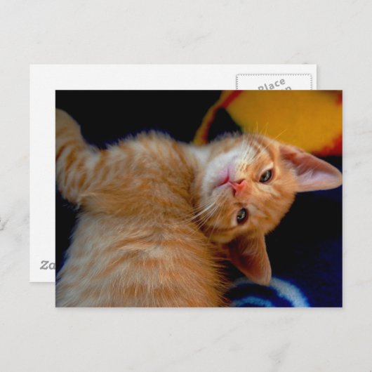 Niedlich Kitten Postkarte (Vorne/Hinten)