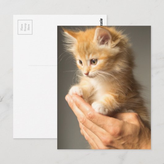 Niedlich Kitten Postkarte (Vorne/Hinten)