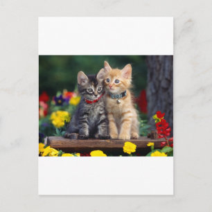 Niedlich-Kitten Postkarte