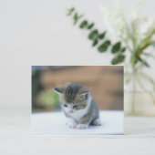 Niedlich Kitten Postkarte (Stehend Vorderseite)