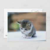 Niedlich Kitten Postkarte (Vorne/Hinten)