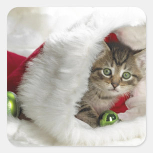 Niedlich Kitten Quadratischer Aufkleber