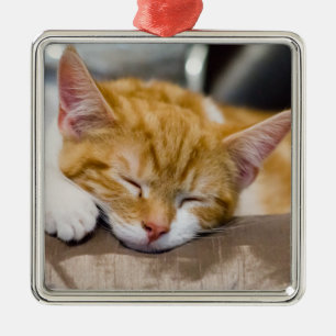 Niedlich Kitten Silbernes Ornament