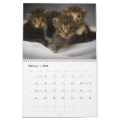 Niedlich Kittens 2025 Bengalisch Tiger Kalender (Feb 2026)