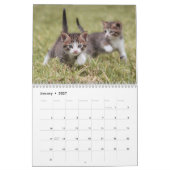 Niedlich Kittens Cat Pet Foto Kalender (Jan 2027)