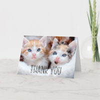 Niedlich Kittens Foto Whimsiktypografie