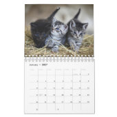 Niedlich Kittens Pet Foto Kalender (Jan 2027)