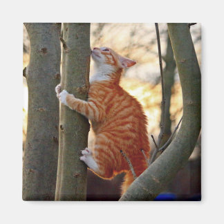 Niedlich Kitty Cat Magnet