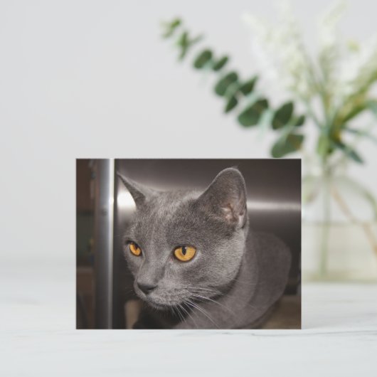 Niedlich Kitty Postkarte (Stehend Vorderseite)