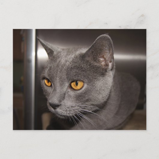 Niedlich Kitty Postkarte (Vorderseite)