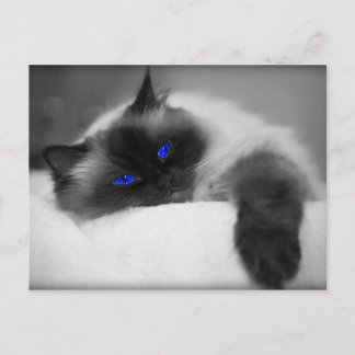 Niedlich Kitty Postkarte