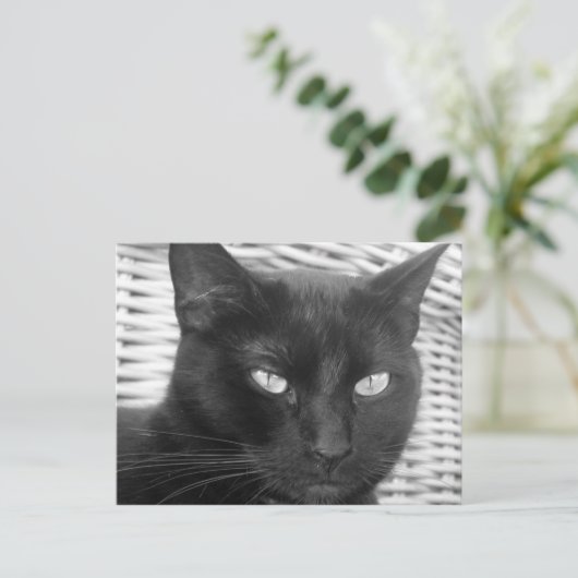 Niedlich Kitty - Postkarte (Stehend Vorderseite)