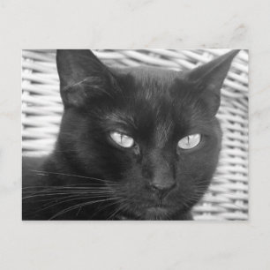 Niedlich Kitty - Postkarte