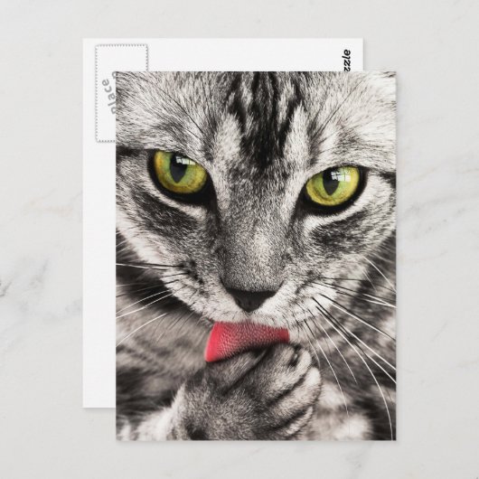 Niedlich Kitty Postkarte (Vorne/Hinten)