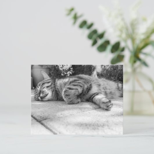 Niedlich Kitty Postkarte (Stehend Vorderseite)