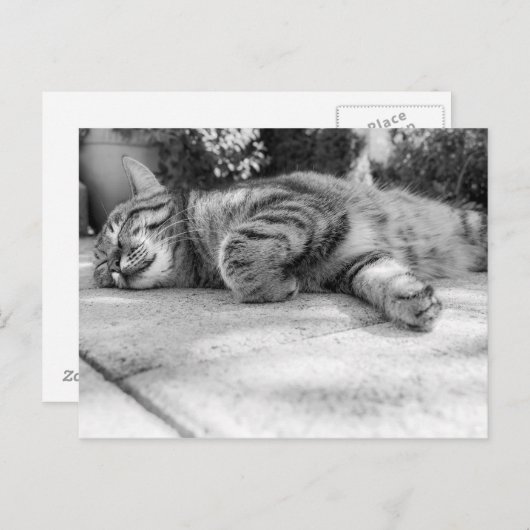 Niedlich Kitty Postkarte (Vorne/Hinten)