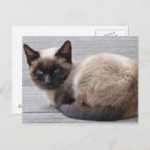 Niedlich Kitty Postkarte (Vorne/Hinten)