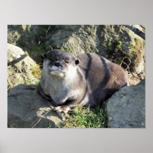 NIEDLICH KLEINER OTTER POSTER