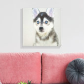 Niedlich Kleiner Pomsky-Welpe Leinwanddruck (Insitu (Wohnzimmer))