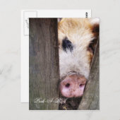 NIEDLICH KLEINER SCHWEIN POSTKARTE (Vorne/Hinten)