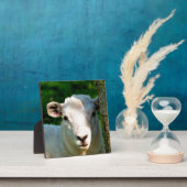 NIEDLICH KLEINLAMB FOTOPLATTE (InSitu)