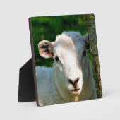 NIEDLICH KLEINLAMB FOTOPLATTE (Vorderseite)