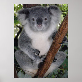 Niedlich Koala Destiny Zazzle Aussi Outback Poster