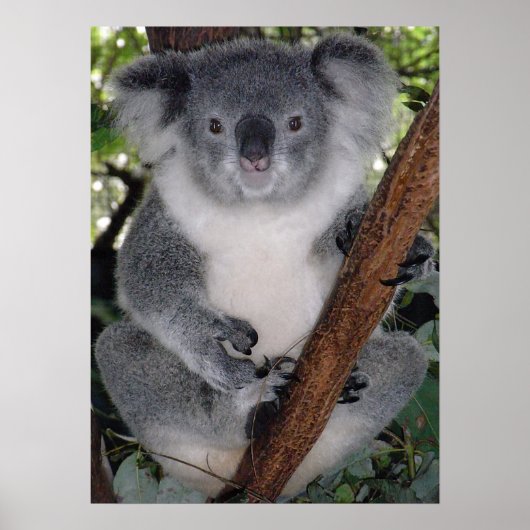 Niedlich Koala Destiny Zazzle Aussi Outback Poster (Vorne)
