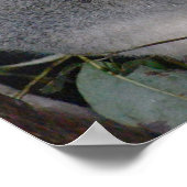 Niedlich Koala Destiny Zazzle Aussi Outback Poster (Ecke)