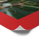 Niedlich Koala Eating Candy Cane Poster (Ecke)