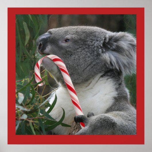 Niedlich Koala Eating Candy Cane Poster (Vorne)