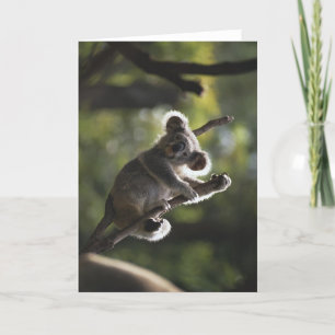 Niedlich Koala Klettern Karte