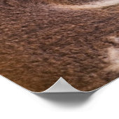 Niedlich Koala Poster (Ecke)