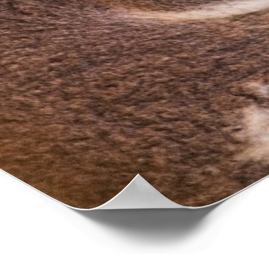 Niedlich Koala Poster (Ecke)